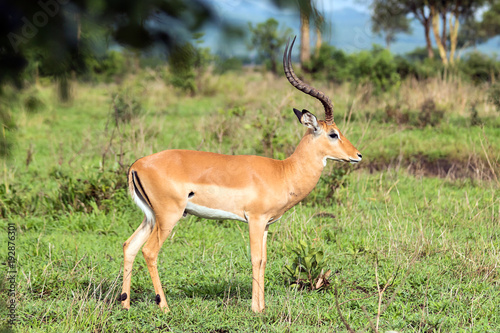 Impala in Tanzania