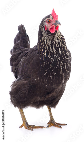 Black hen isolated. © olhastock