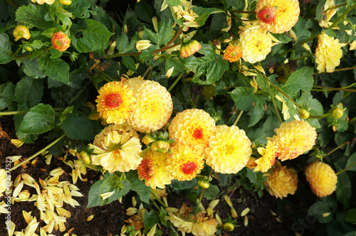 Fototapeta Naklejka Na Ścianę i Meble -  Chrysanthemum pompon red and yellow bicolor flowers with gree