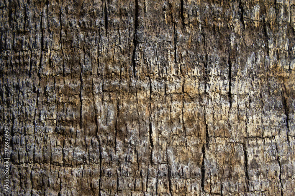 Background texture of tree trunk. Palm tree. Background texture of tree trunk. Palm tree.