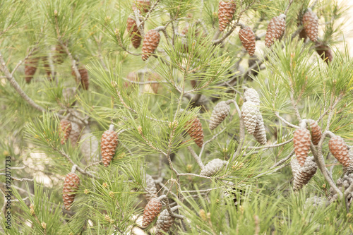 Pinecones in a garden of a city