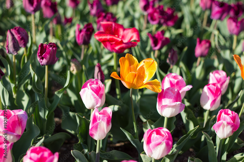 bunte Tulpen Blüte endlich Frühling bunte Tulpen Blüte endlich Frühling