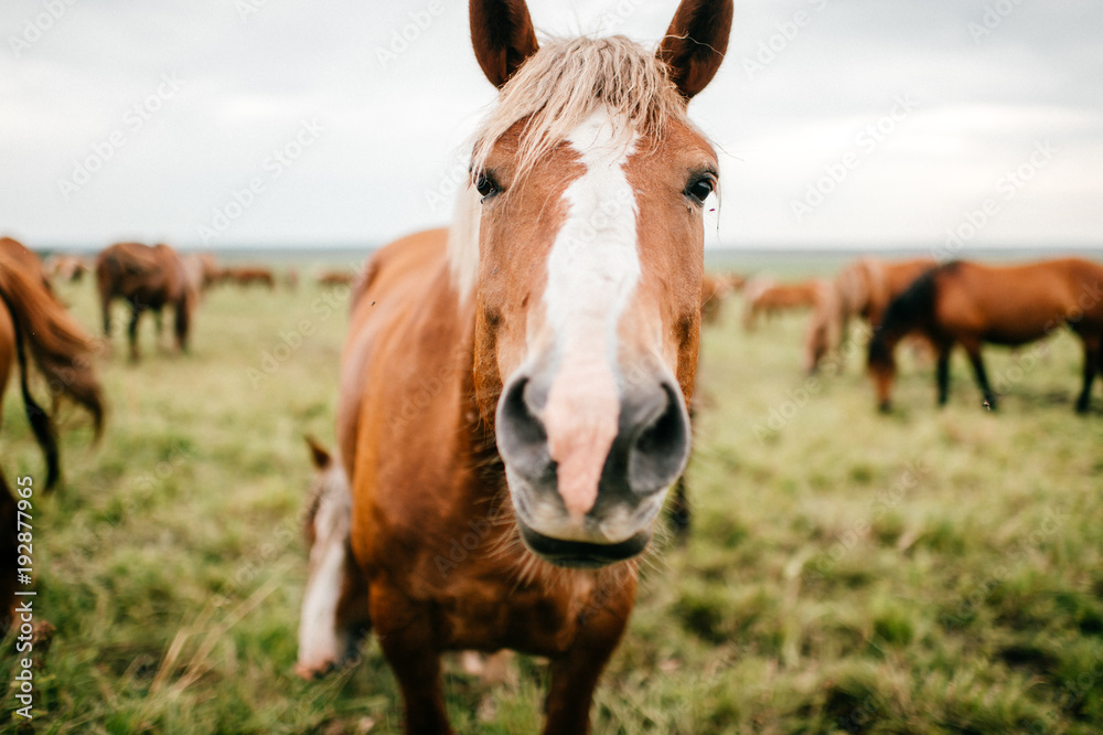 Closeup artistic mood funny portrait of horse at pasture outdoor at nature. Beautiful equine muzzle. Agriculture and stock breeding in summer. Domestic mammal animals wildlife. Strong wild mustang.