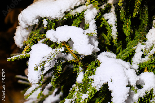 beautiful fluffy fir in the snow