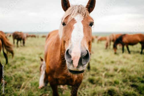 Closeup artistic mood funny portrait of horse at pasture outdoor at nature. Beautiful equine muzzle. Agriculture and stock breeding in summer. Domestic mammal animals wildlife. Strong wild mustang. © benevolente