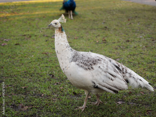 White peahen