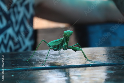 Green giant insect