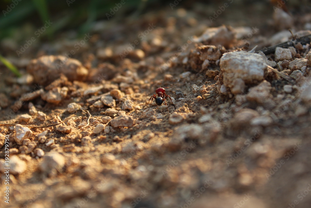 An ant in focus