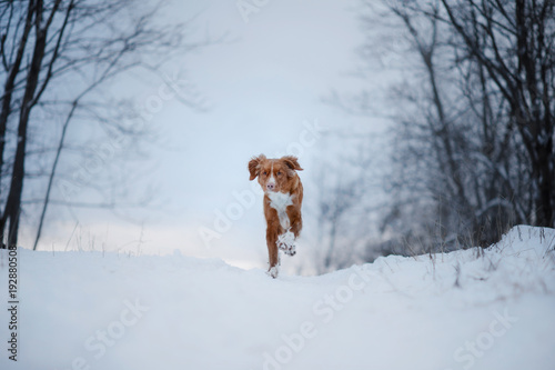 Fototapeta Naklejka Na Ścianę i Meble -  Dog in the snow. Nova Scotia duck tolling Retriever