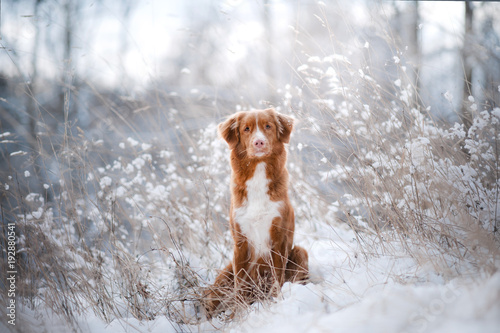 Fototapeta Naklejka Na Ścianę i Meble -  Dog in the snow. Nova Scotia duck tolling Retriever