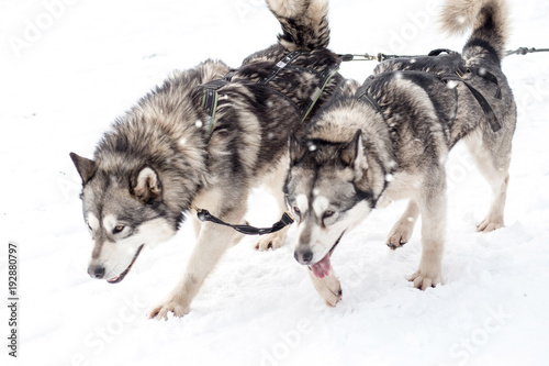 Husky sledge dogs in winter competition
