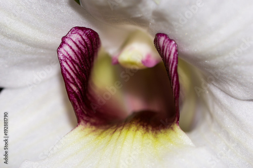 Dendrobium sanderae var. major