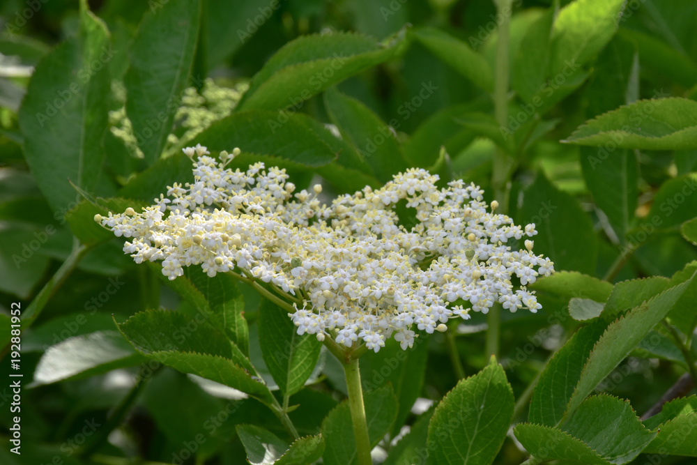 Holunderblüte mit Blättern am Holunderstrauch wachsend - Sambucus nigra ...