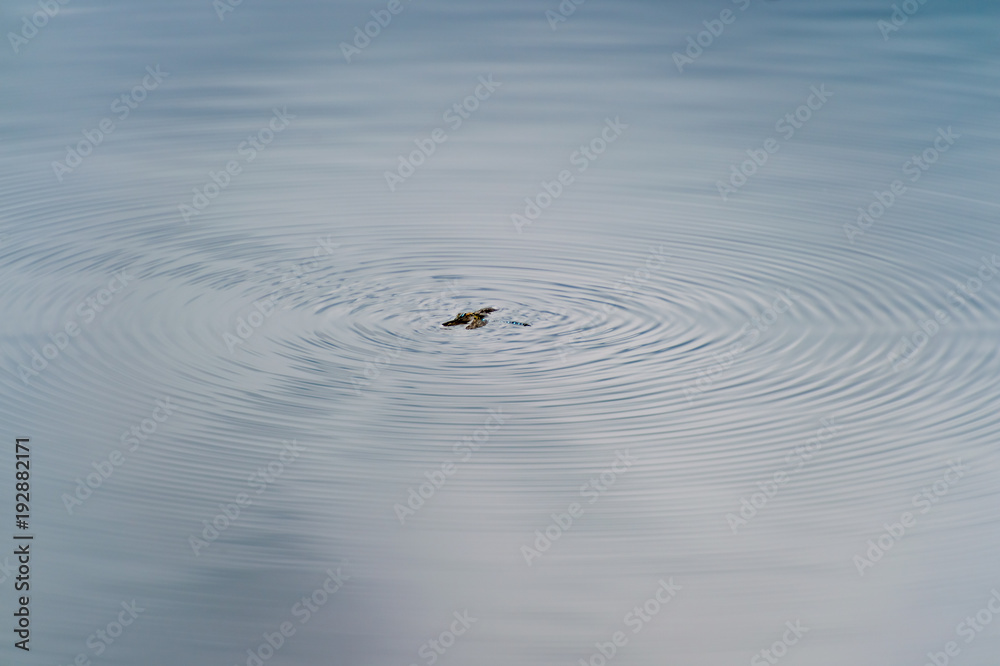 Dragonfly trapped in water and struggling for life outdoor at nature in summer. Flying insect fell down in lake. Abstract background with concentric circles on mirror surface. Reflected clouds and sky