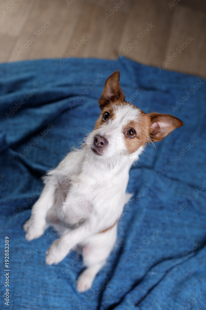 Cute Jack Russell Terrier.The dog on the blanket