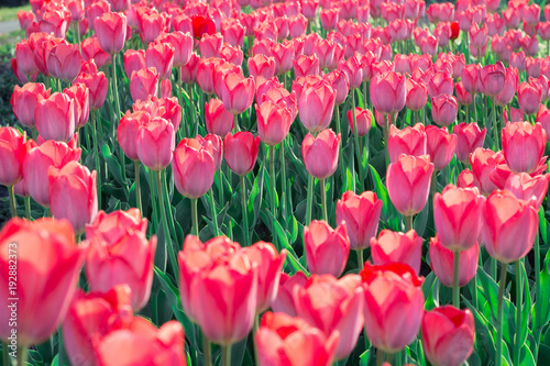 Bright colourful pink red tulips flowering on spring flower garden