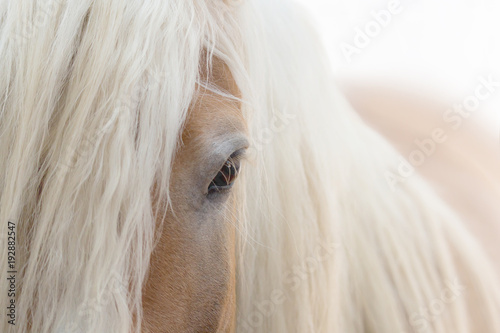 Pferdeportrait eines sanften Haflingers mit langer offener Mähne high key mit weißem Hintergrund
