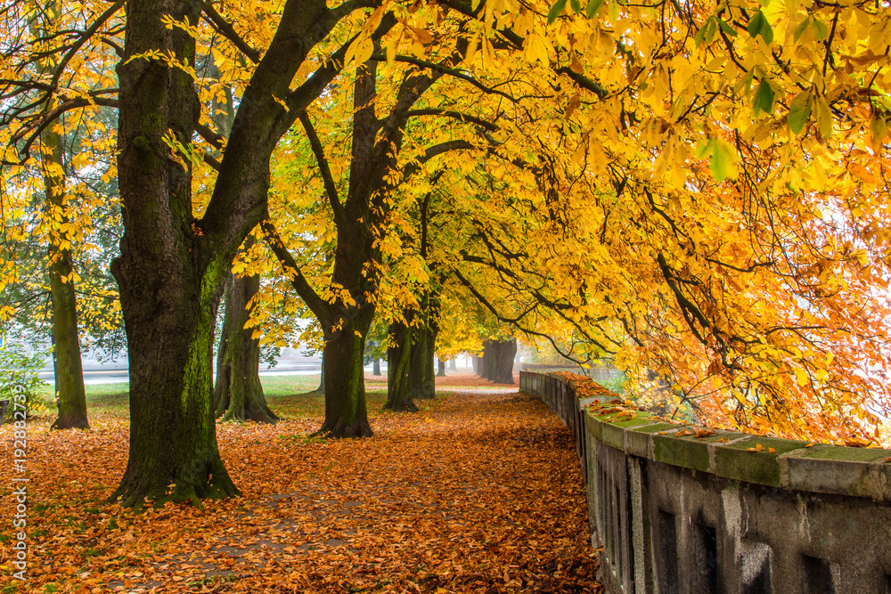 Chestnut alley