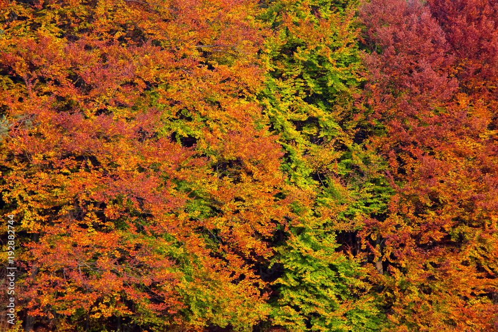 Autumn colors