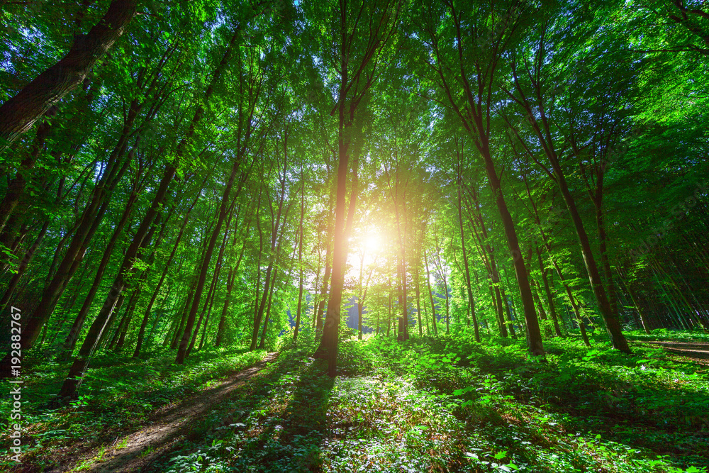 Fototapeta premium beautiful green forest