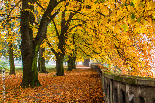 Obraz na płótnie Chestnut alley w salonie