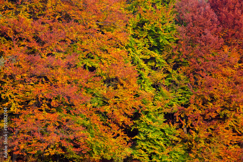 Obraz na płótnie Autumn colors w salonie