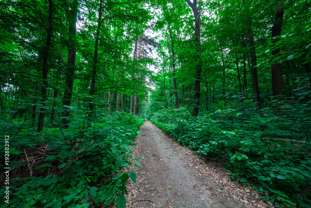 Fototapeta premium beautiful green forest