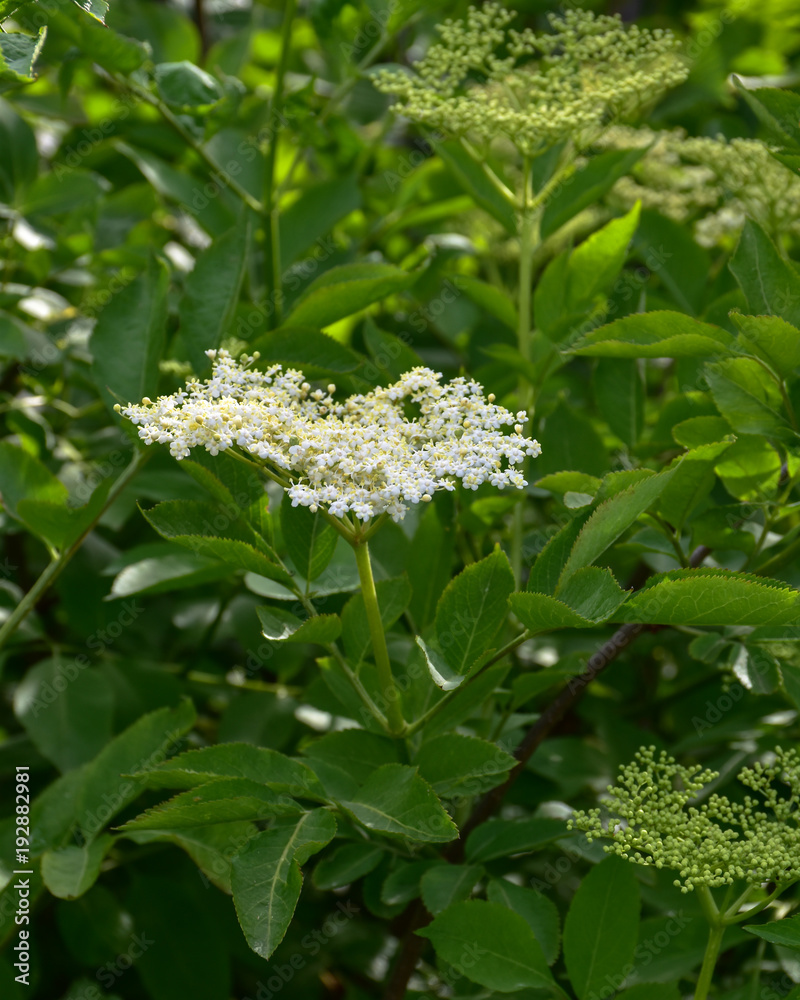 Holunderblüte mit Blättern am Holunderstrauch wachsend - Sambucus nigra ...