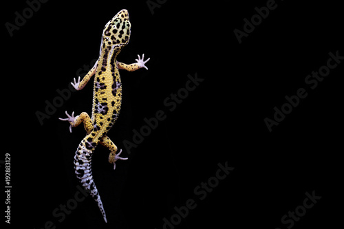Leopard gecko on black background. Lizard top view