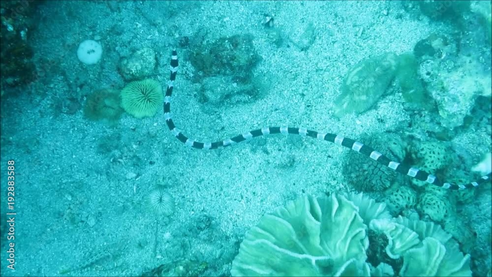 Gebaenderte Gelblippen-Seekobra (Laticauda colubrina) auf der Suche nach Beute