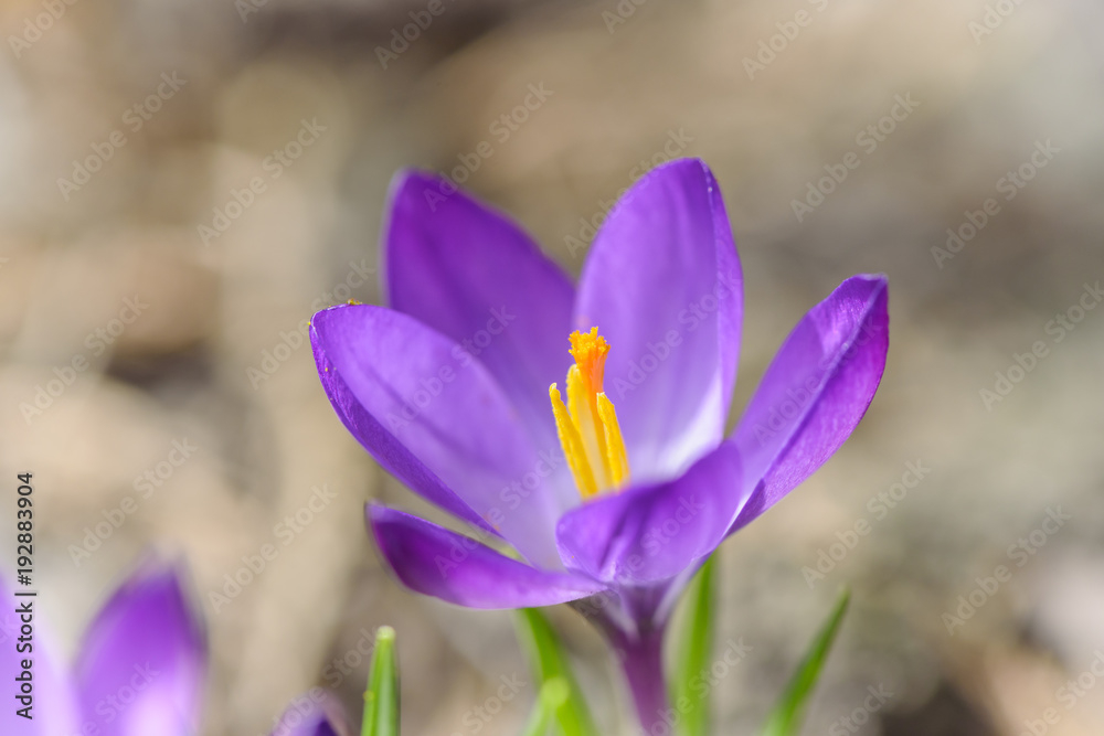Beautiful violet crocus close-up. Early spring flower, Natural brown background. Beautiful violet crocus close-up. Early spring flower, Natural brown background.