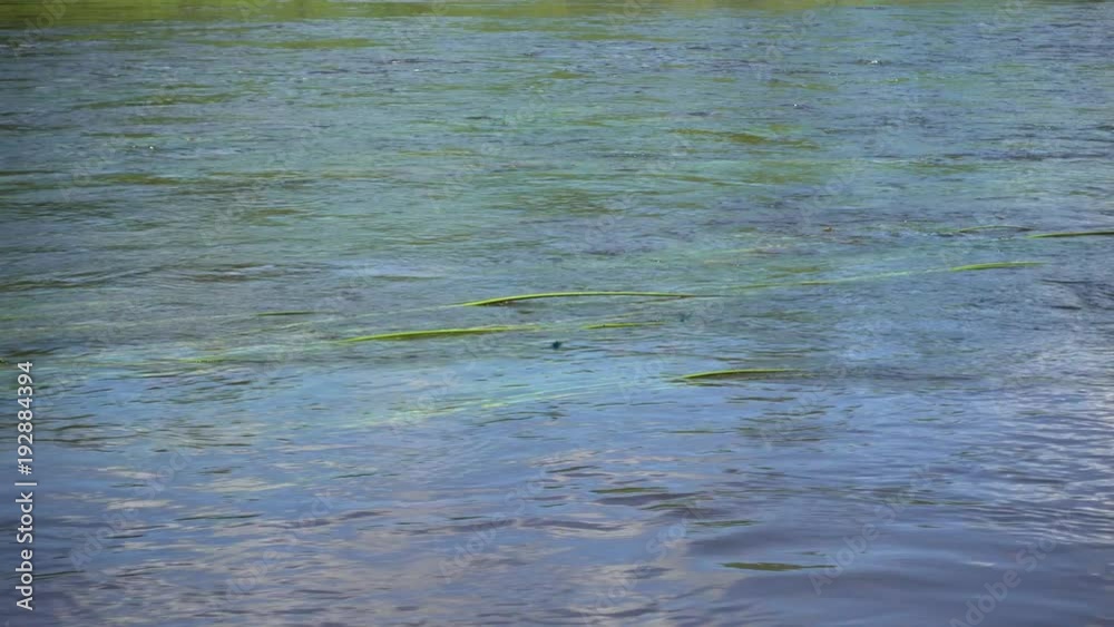 Rapid river stream overgrown with water plants at summer, 4K 2160p video footage Rapid river stream overgrown with water plants at summer, 4K 2160p video footage