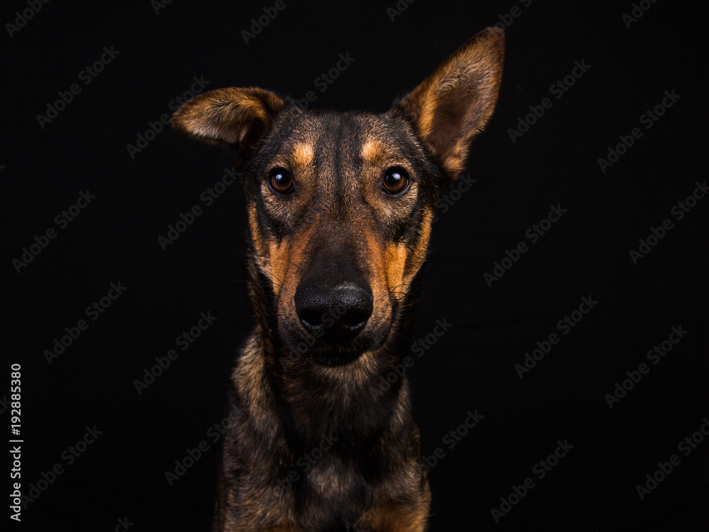 Fototapeta premium Cute black red dog