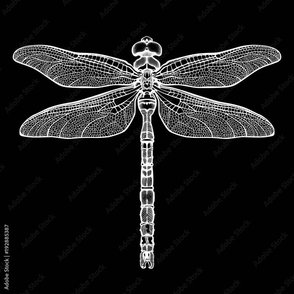 White dragonfly Aeschna Viridls, isolated on black background