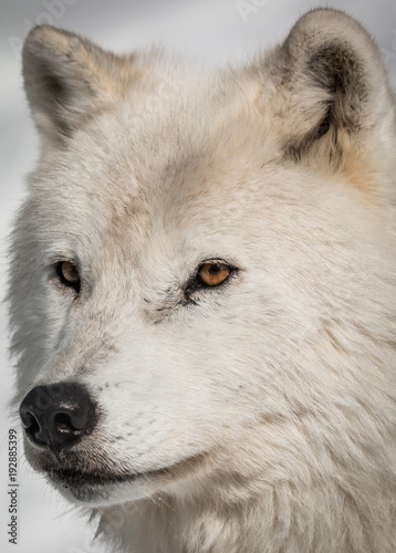 Arctic Wolf - Canis Lupus Arctos - Portrait