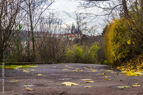 Yellow autumn tree in the park, favorite tourist destination Letna park (Letenske sady) in Prague, Czech Republic photo