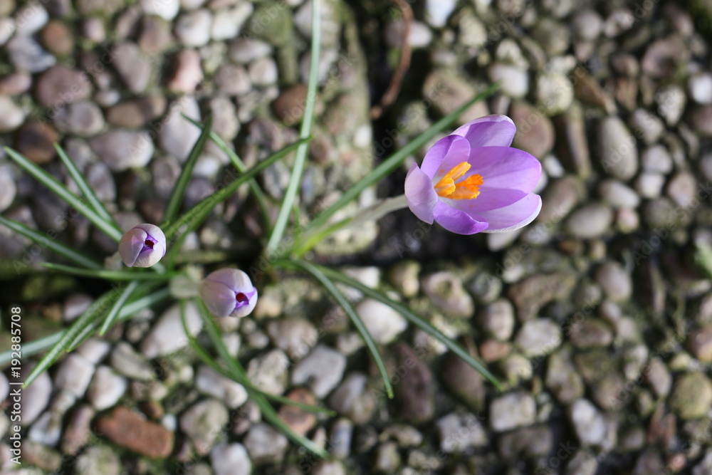 Krokusse am Winterende