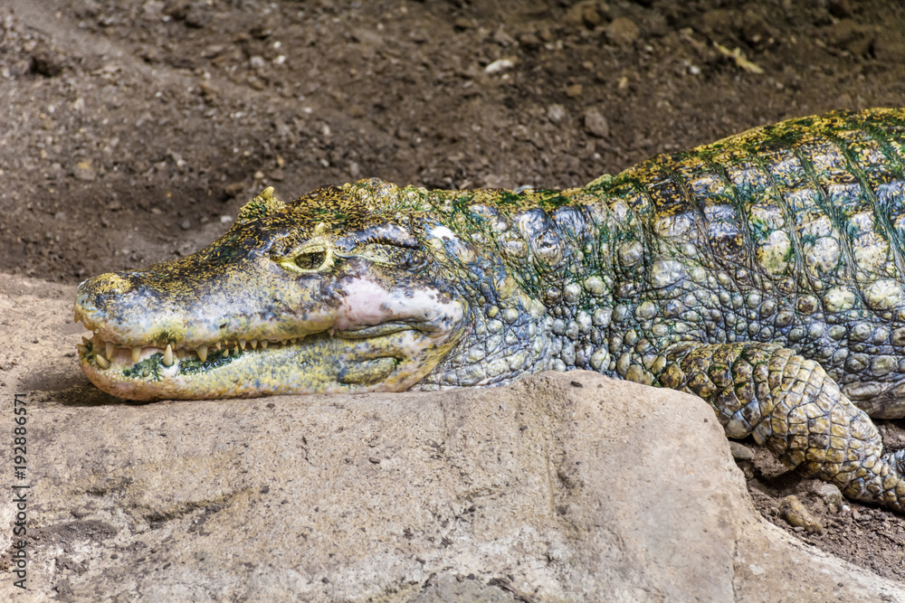 Obraz premium Close up of a Crocodile
