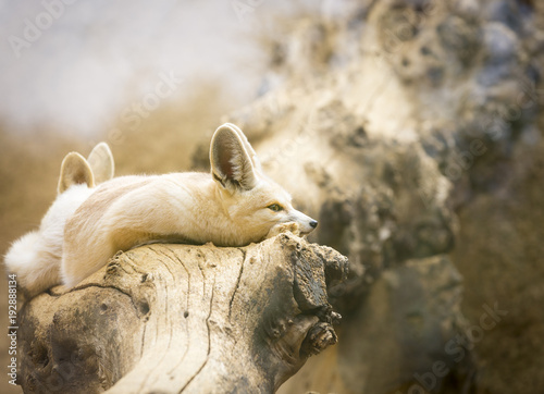 two fennec foxes  Vulpes zerda  on a dry log