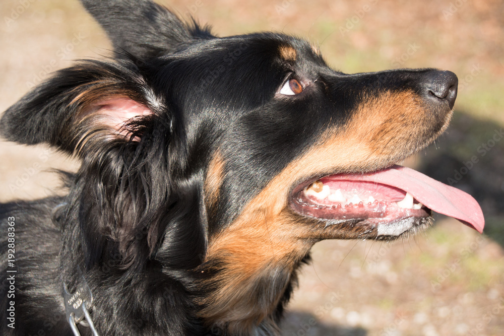 border collie belgischer Schäferhund Mix schwarz braun border collie belgian shepherd mix black