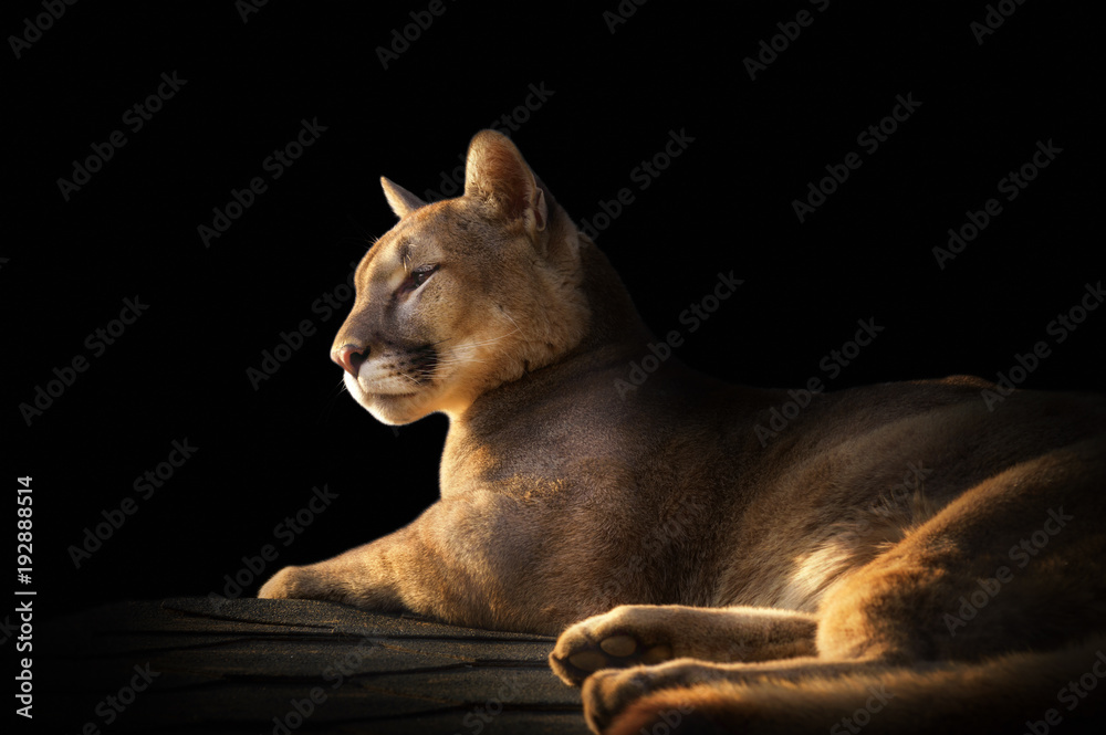 Obraz premium portret Puma na czarnym tle