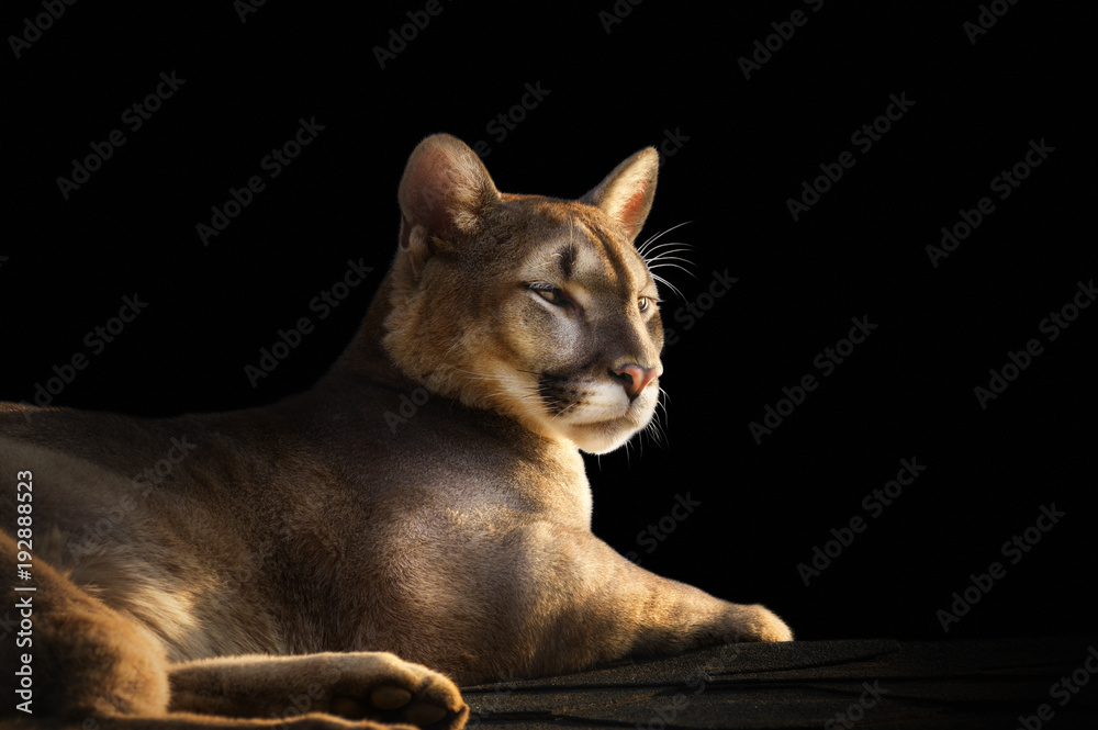 Naklejka premium portret Puma na czarnym tle