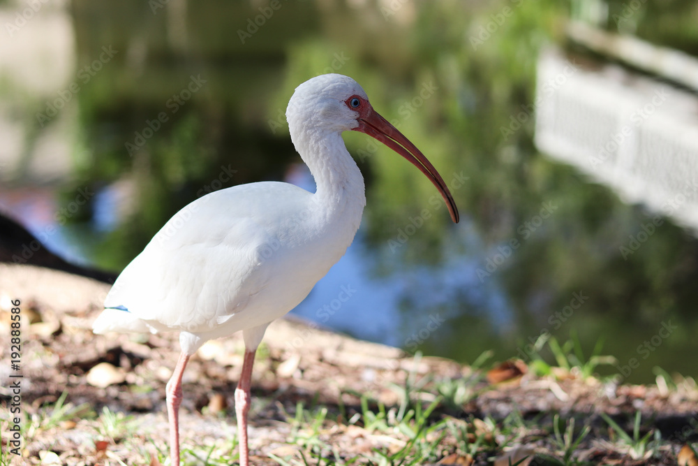 Obraz premium White Ibis