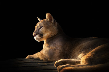Crédence de cuisine Puma Portrait de cougar sur fond noir  © Nadia