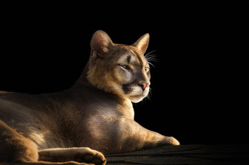 Crédence de cuisine Puma Cougar fauve sur fond ténébreux  © Nadia