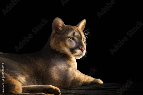 cougar portrait on black background