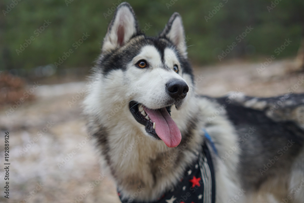 Husky in the winter in the forest.