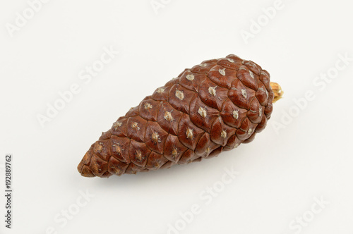 one pine cone