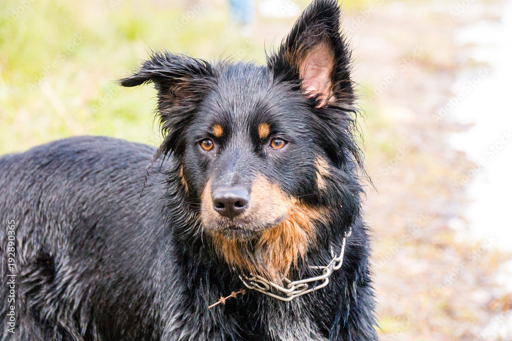 border collie belgischer Schäferhund Mix schwarz braun nass border collie  belgian shepherd mix black brown wet Stock Photo | Adobe Stock