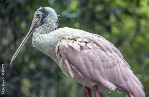 roseate spoonbill,Platalea ajaja  is a gregarious wading bird of the ibis and spoonbill family